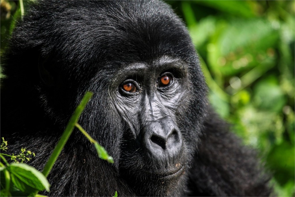 uganda-gorila-feo-1024×682